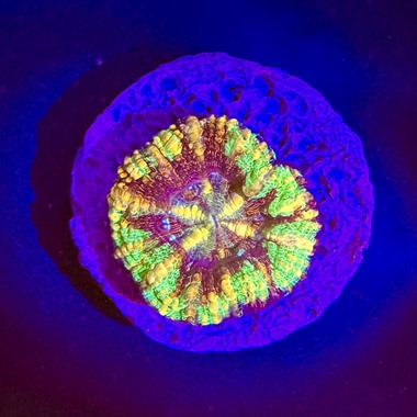 Mini Master Scoly Coral