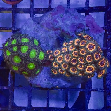 Enfys Zoa Colony