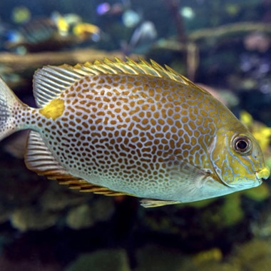 Marine Fish | Rock 'N' Critters