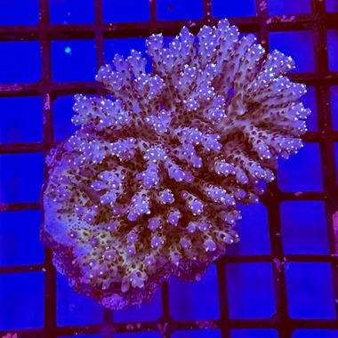 Oz Acropora Colony