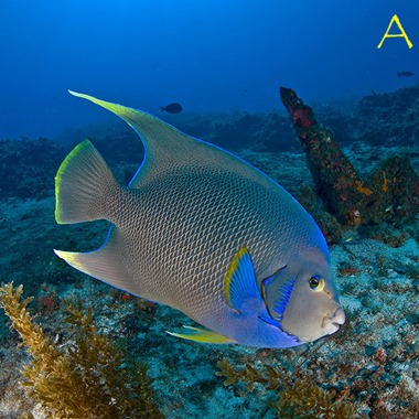 Blue Queen Angel Fish