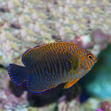 Potters Dwarf Angel Fish