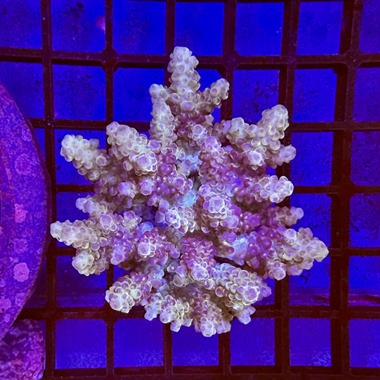 Fiji Acropora Colony