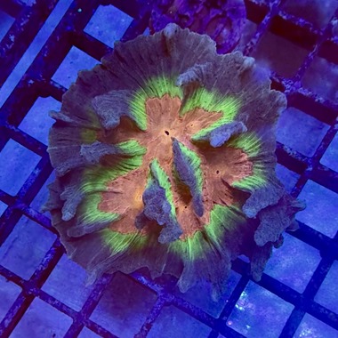 Rainbow Lettuce Coral