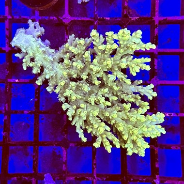 Oz Acropora Colony