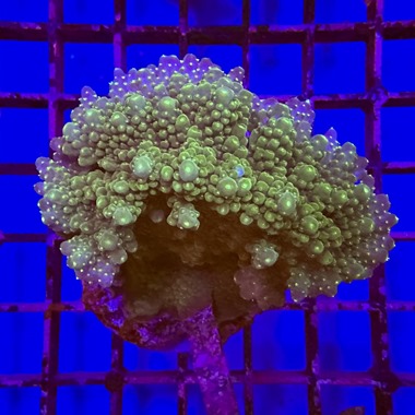 Acropora Colony