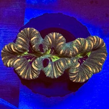 Gold Stripe Trachyphyllia