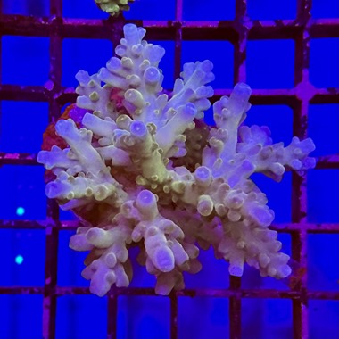 Acropora Colony