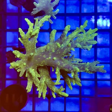 Ultra Green Finger Coral