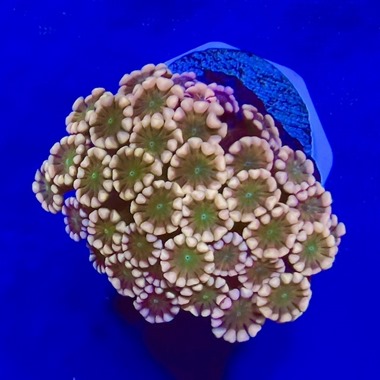 Pink Alveopora Frag