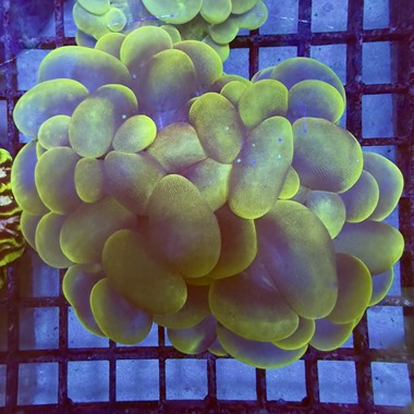 Ultra Green Bubble Coral