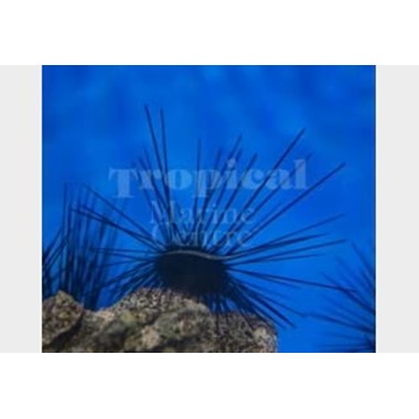 Long Spine Urchin