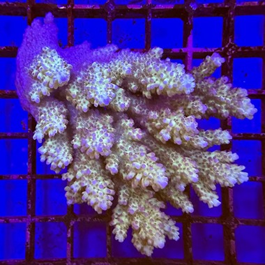 Blueberry Shortcake Acropora