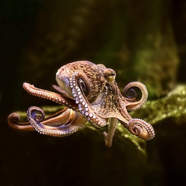 Common Octopus