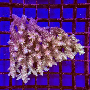 Strawberry Shortcake Acropora