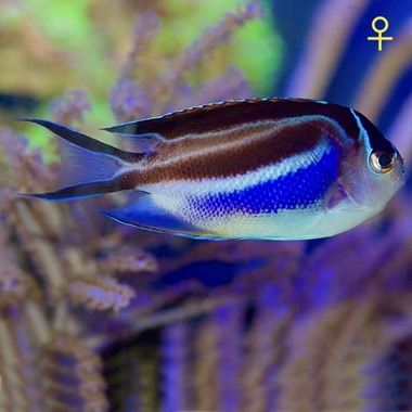 Bellus Lyretail Angel Fish