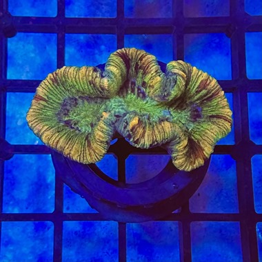 Gold Stripe Trachyphyllia