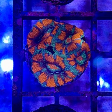 Orange Green Acan Frag 