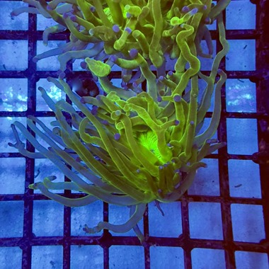 Neon Heart Torch Frag