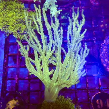 Ultra Oz Green Finger Coral