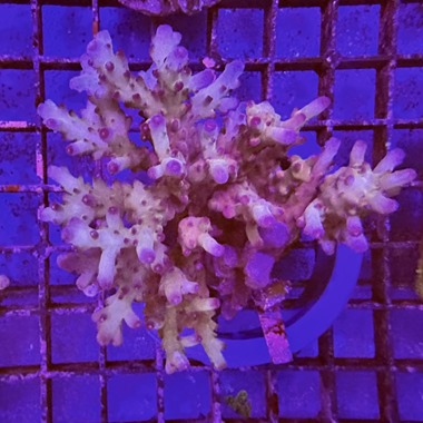 Acropora Colony