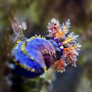 Australian Sea Apple