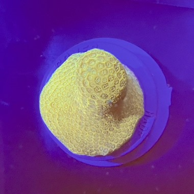 Yellow Porites Frag