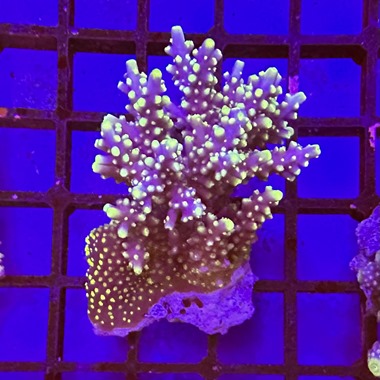 Fiji Acropora Colony