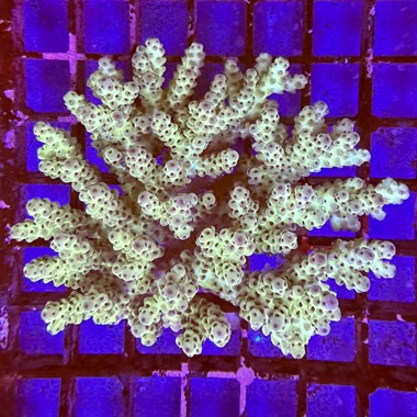 Cookie Monster Acropora