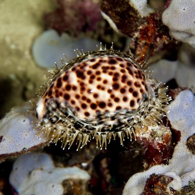 Tiger Cowrie