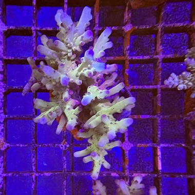 Acropora Colony