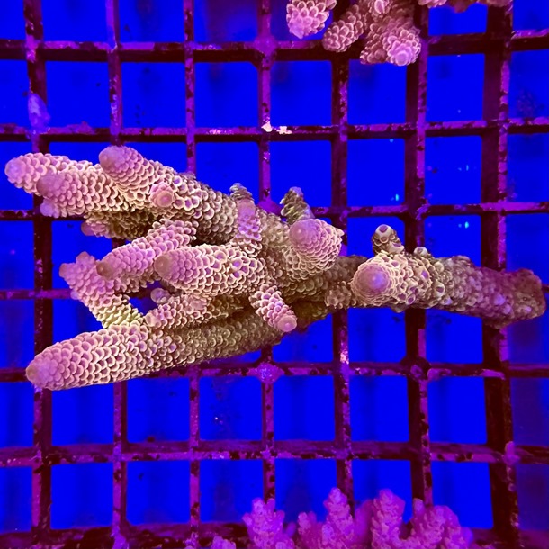 Oz Acropora Colony