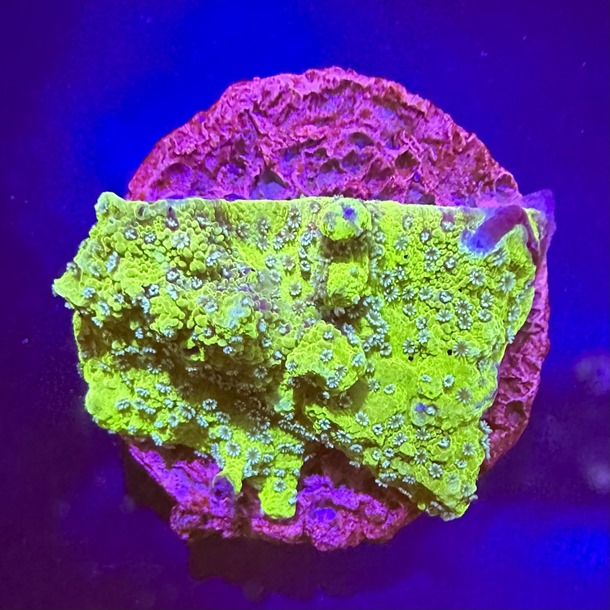 Green Encrusting Monti Frag