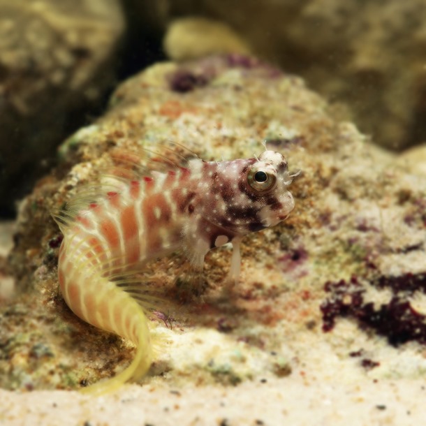 Sunset Algae Blenny