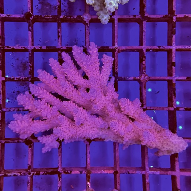 Oz Acropora Colony