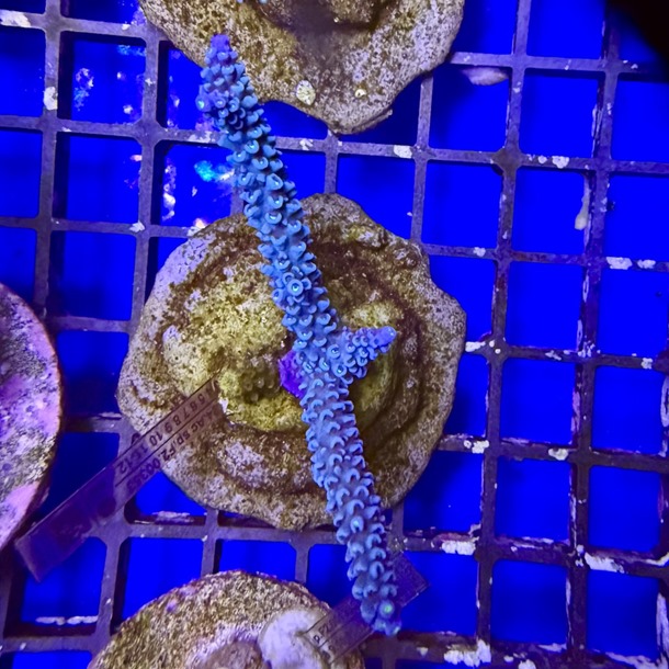 Acropora Colony