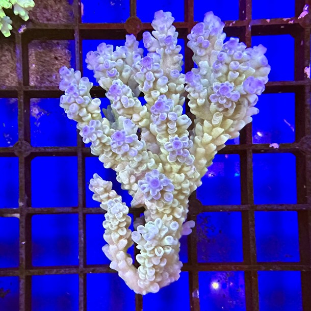 Fiji Acropora Colony