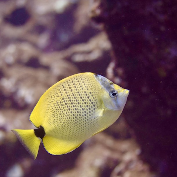 Lemon Butterflyfish