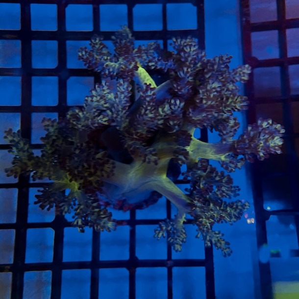 Ultra Green Asparagus Coral