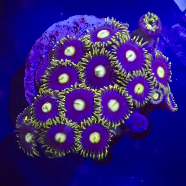 Blueberry Pie Zoa Frags