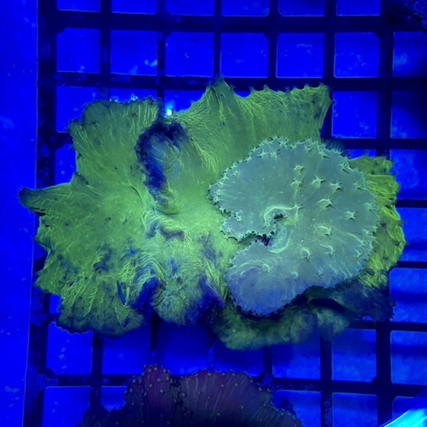 Green Cabbage Coral Frag