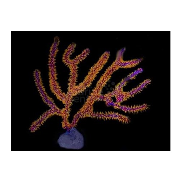 Golden Polyp Gorgonia