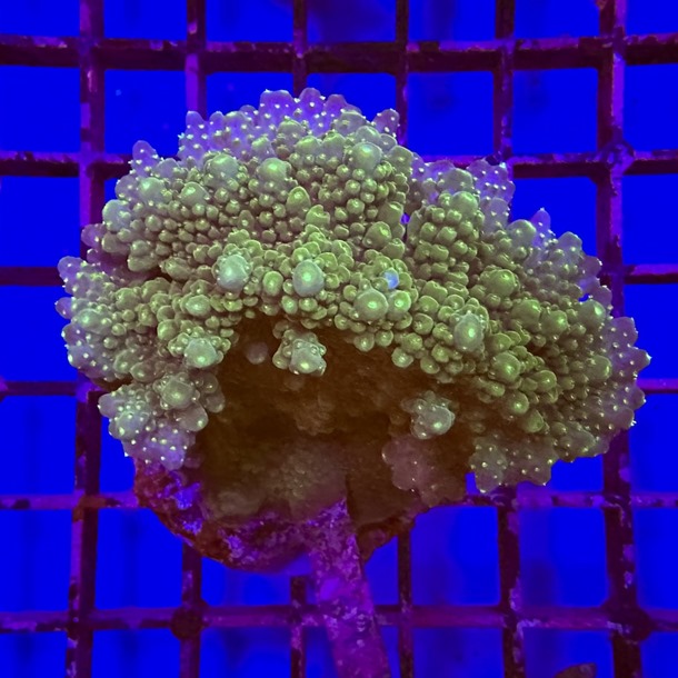 Acropora Colony