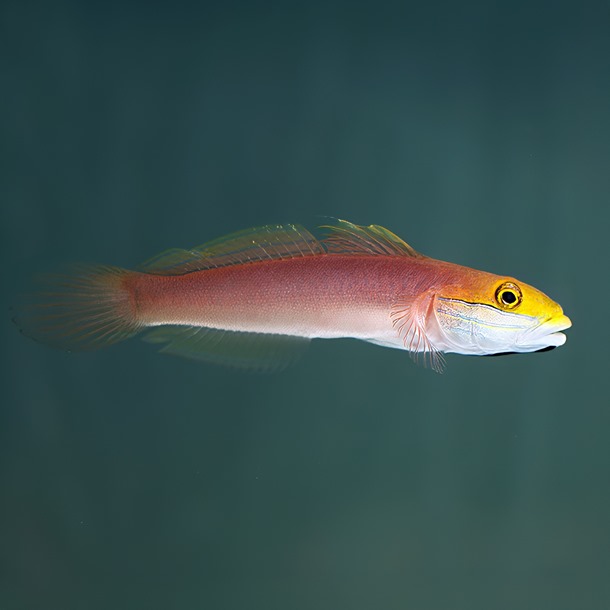 Bella Sleeper Goby