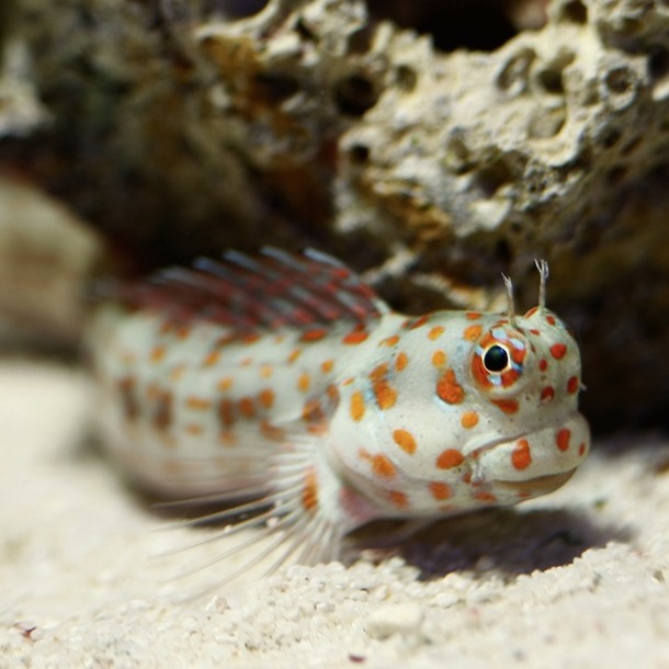 Red Spotted Blenny