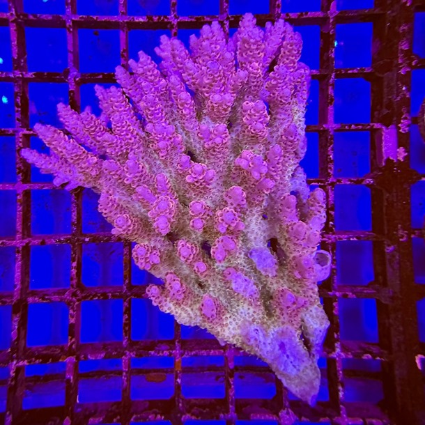 Oz Acropora Colony