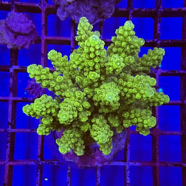 Acropora Colony