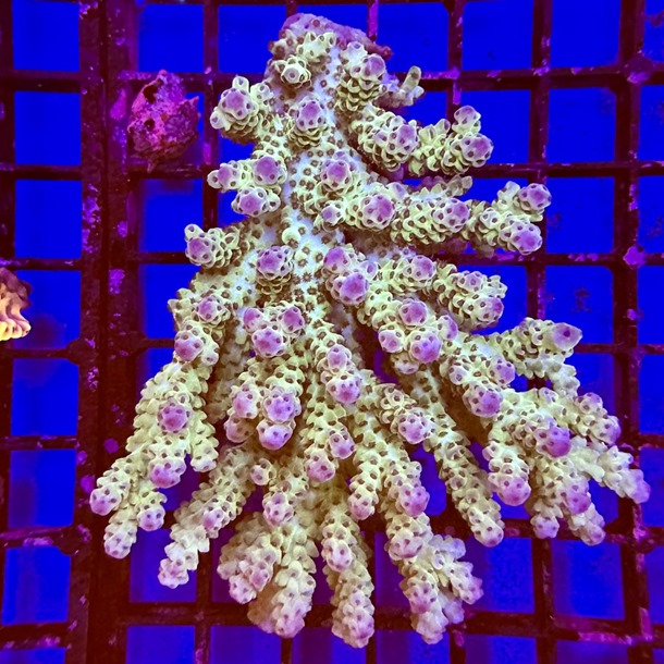 Cookie Monster Acropora