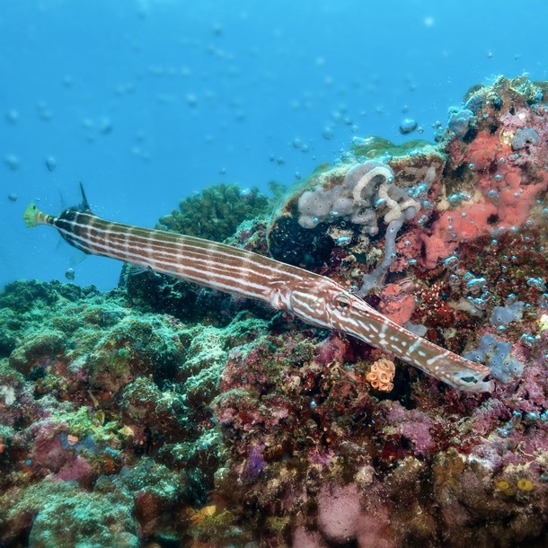 Trumpetfish