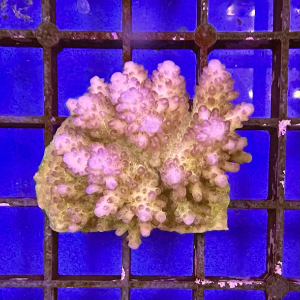 Fiji Acropora Colony